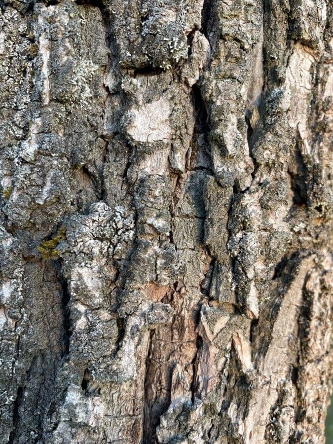 Alligator-wood 24