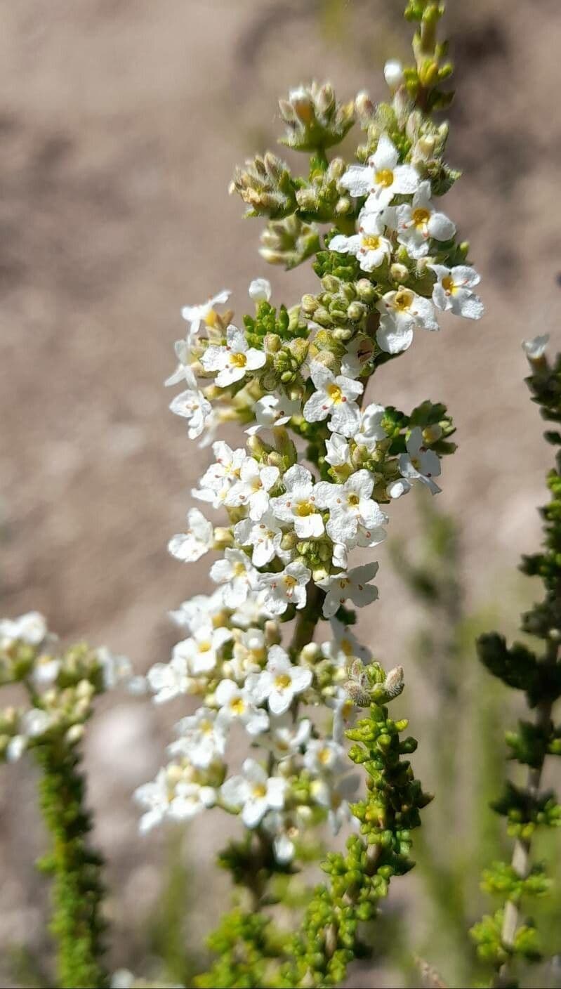 Acantholippia