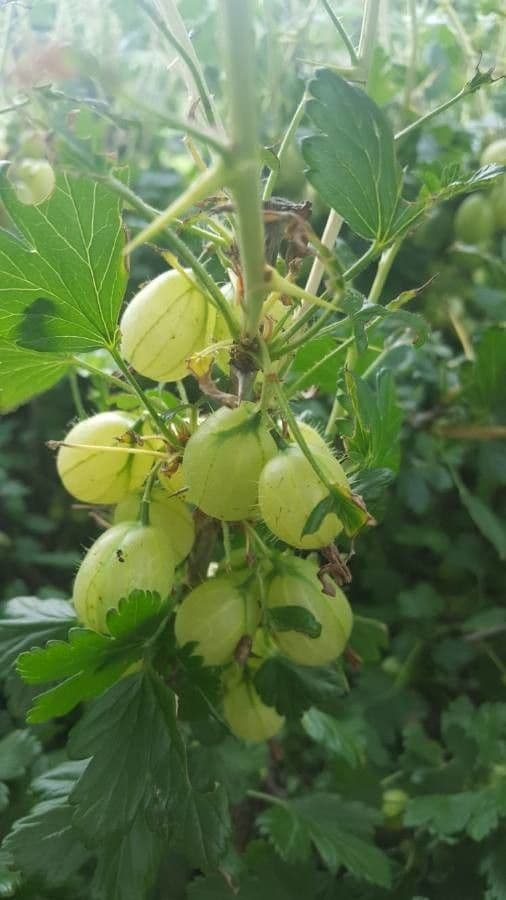 European Gooseberry 4