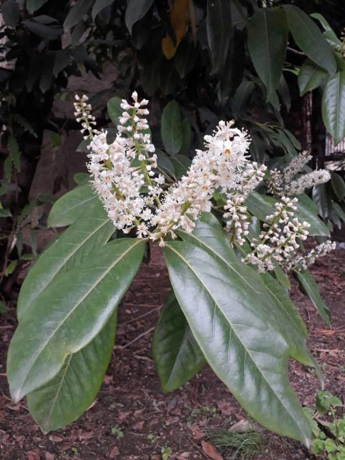Cherry-laurel 8