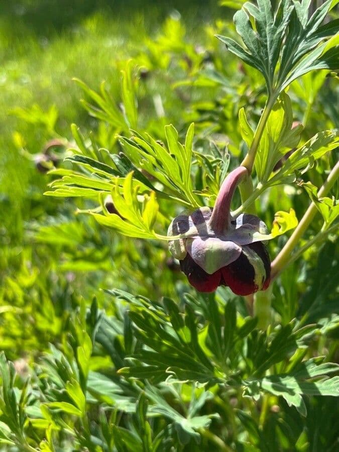 California peony 10