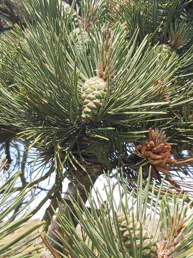 Australian pine 22