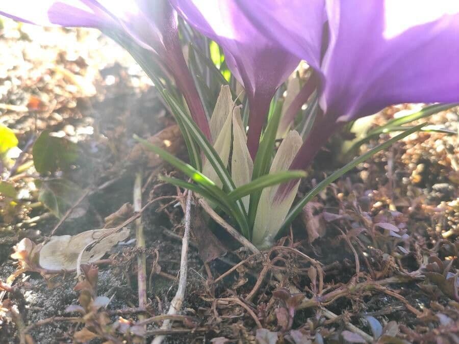 Spring crocus 25