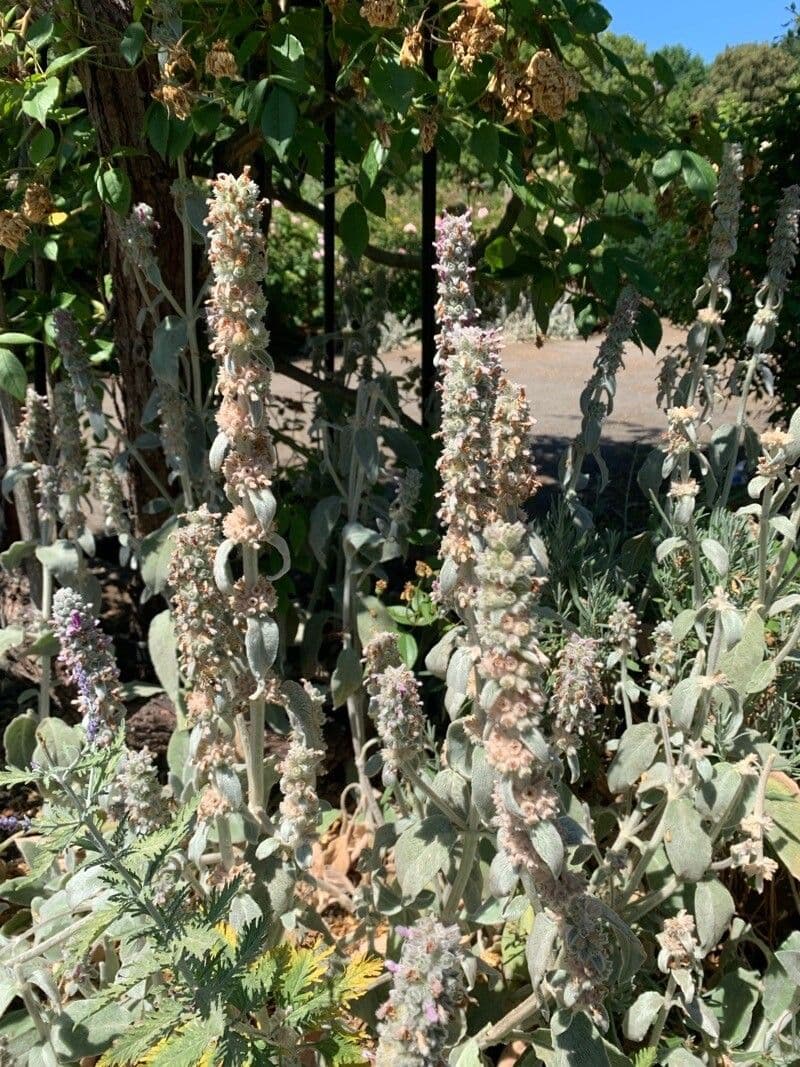 Lamb's-ear 2