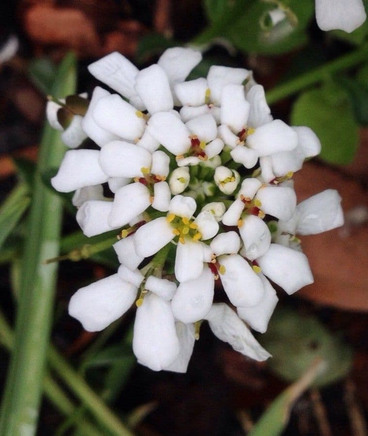 Evergreen candytuft 9