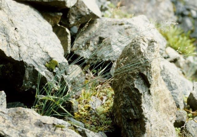 Glaucous Meadow-grass 11