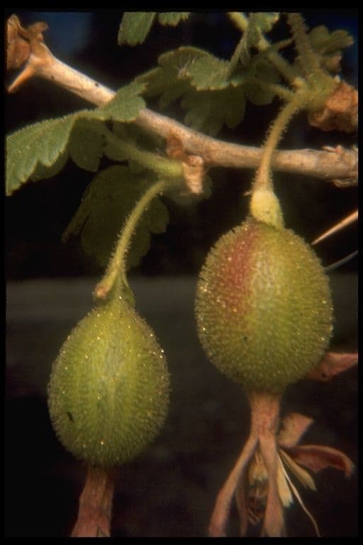 Bitter gooseberry