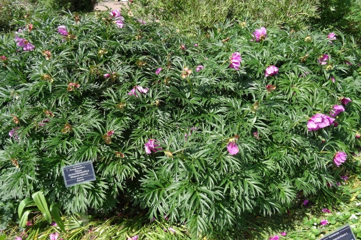 Anomalous peony 5