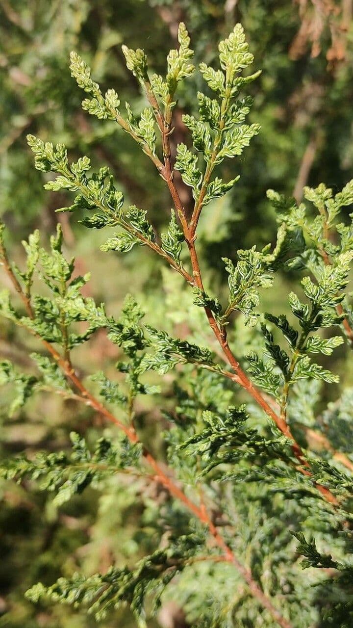 Chilean cedar 14