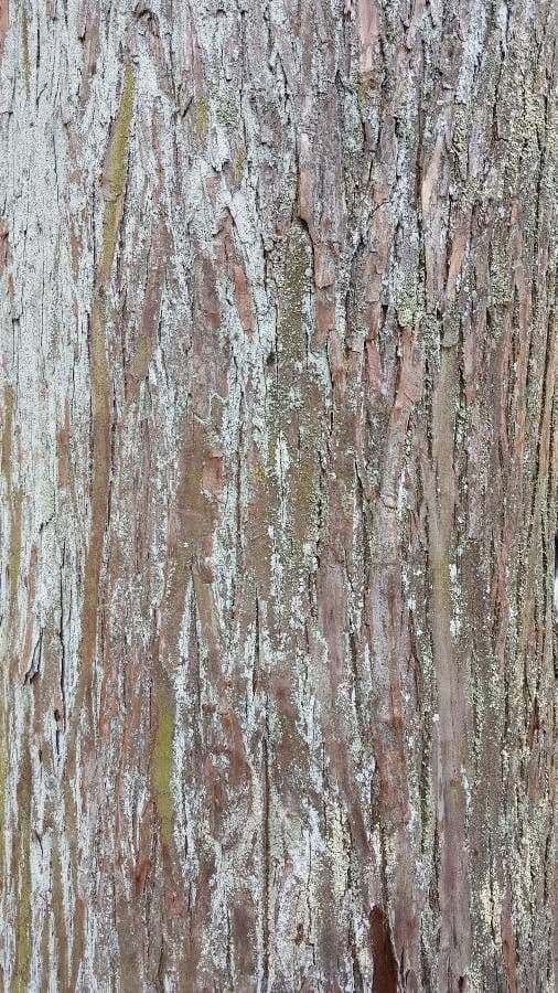 Japanese red-cedar 24
