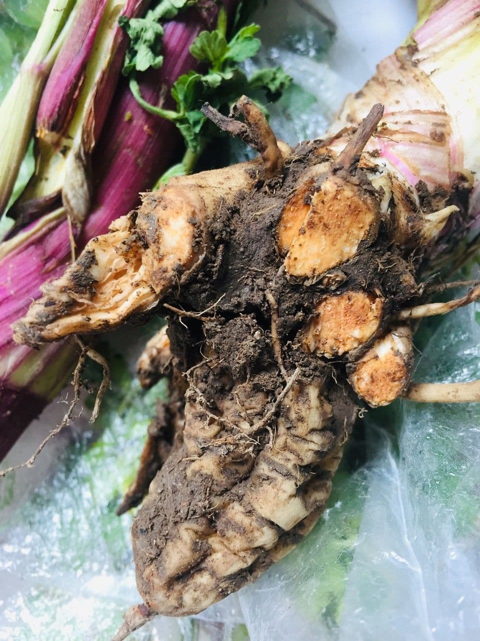 Celery 30