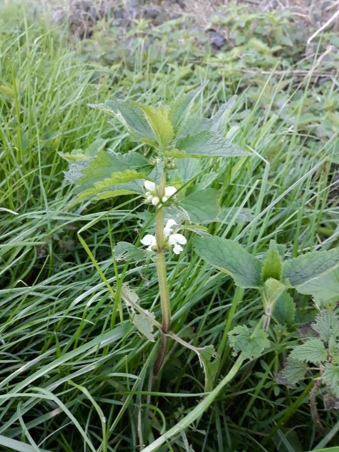 Deadnettle 6