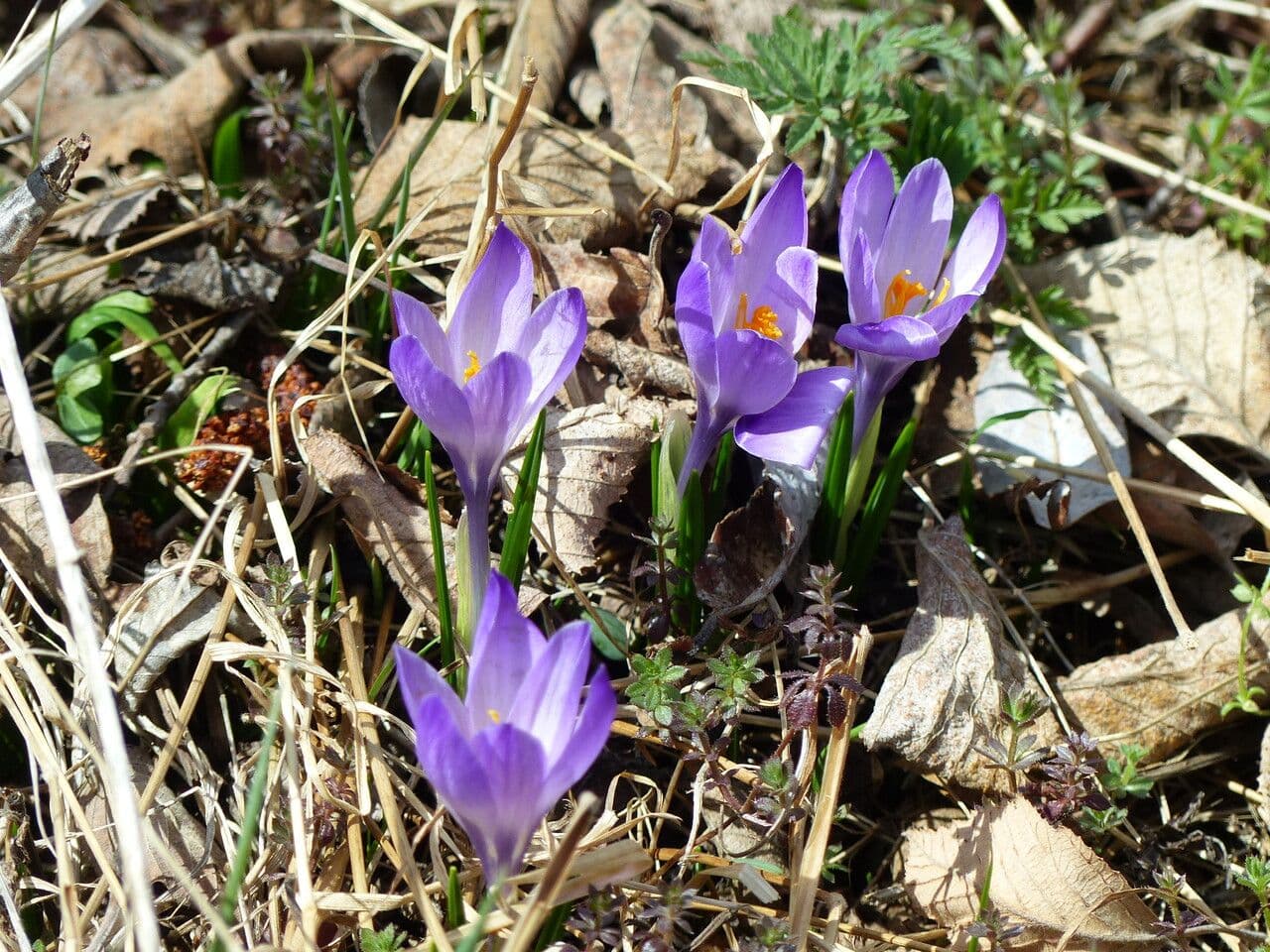 Spring crocus 28