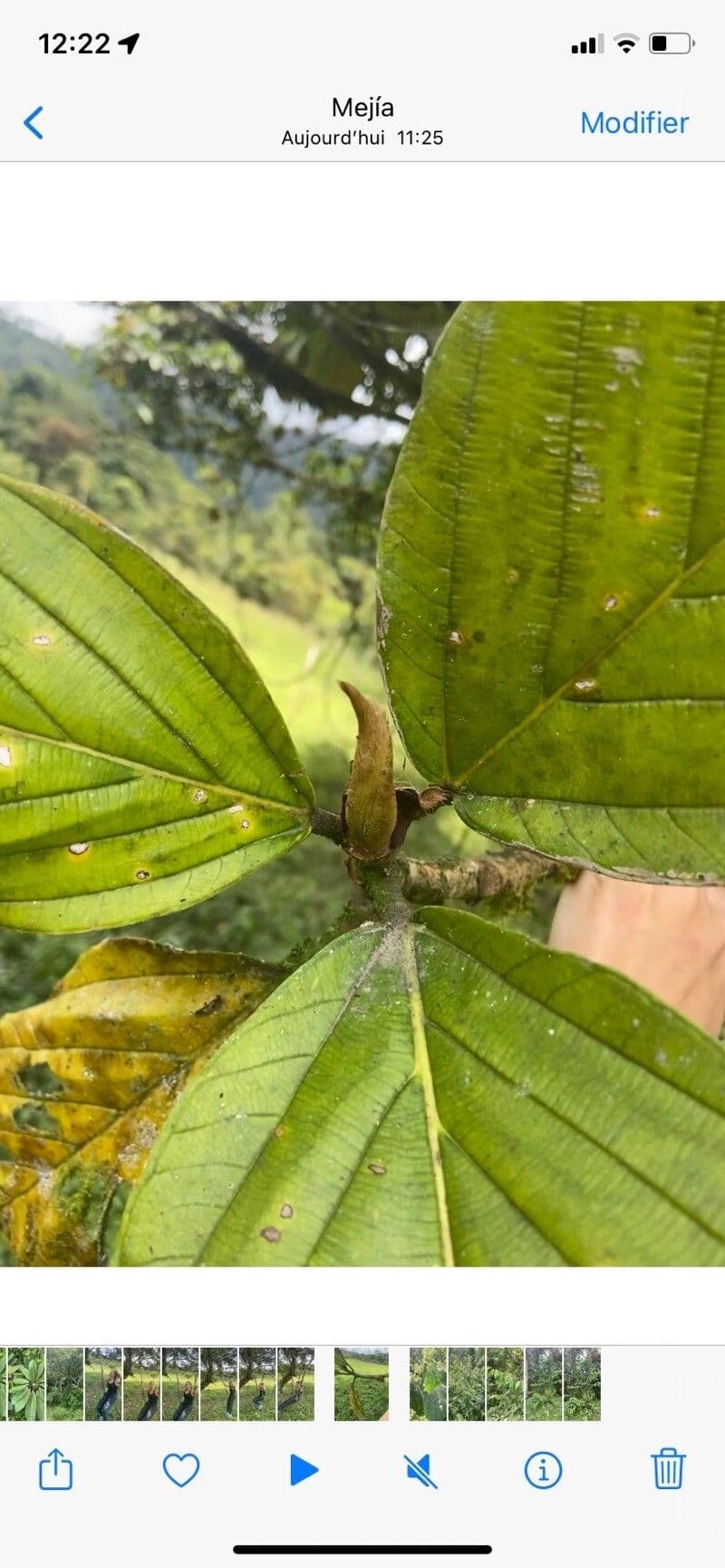 Andean alder 16