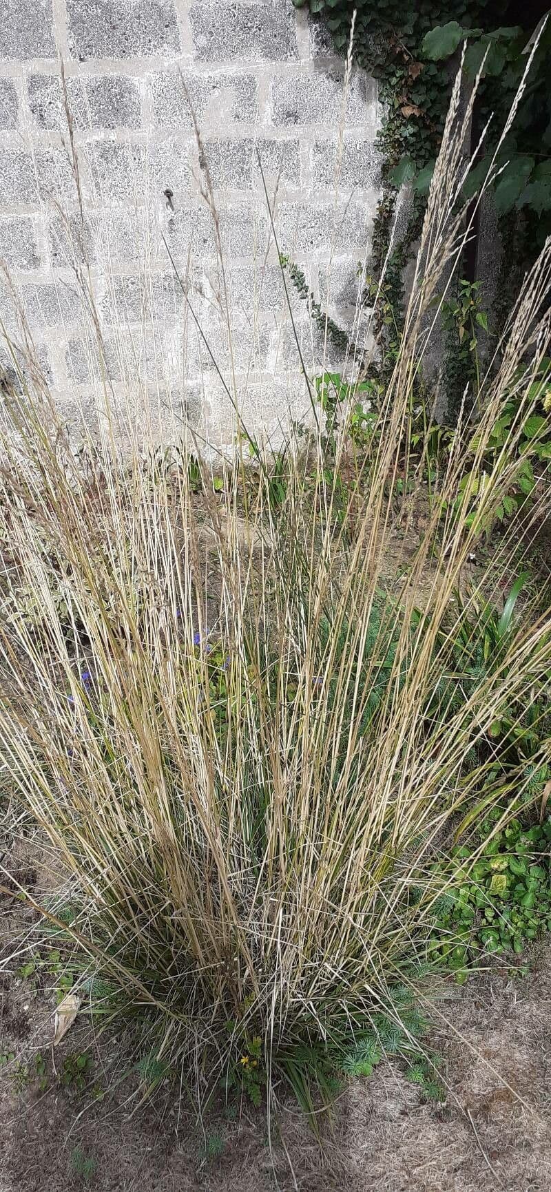Dwarf feather grass 20