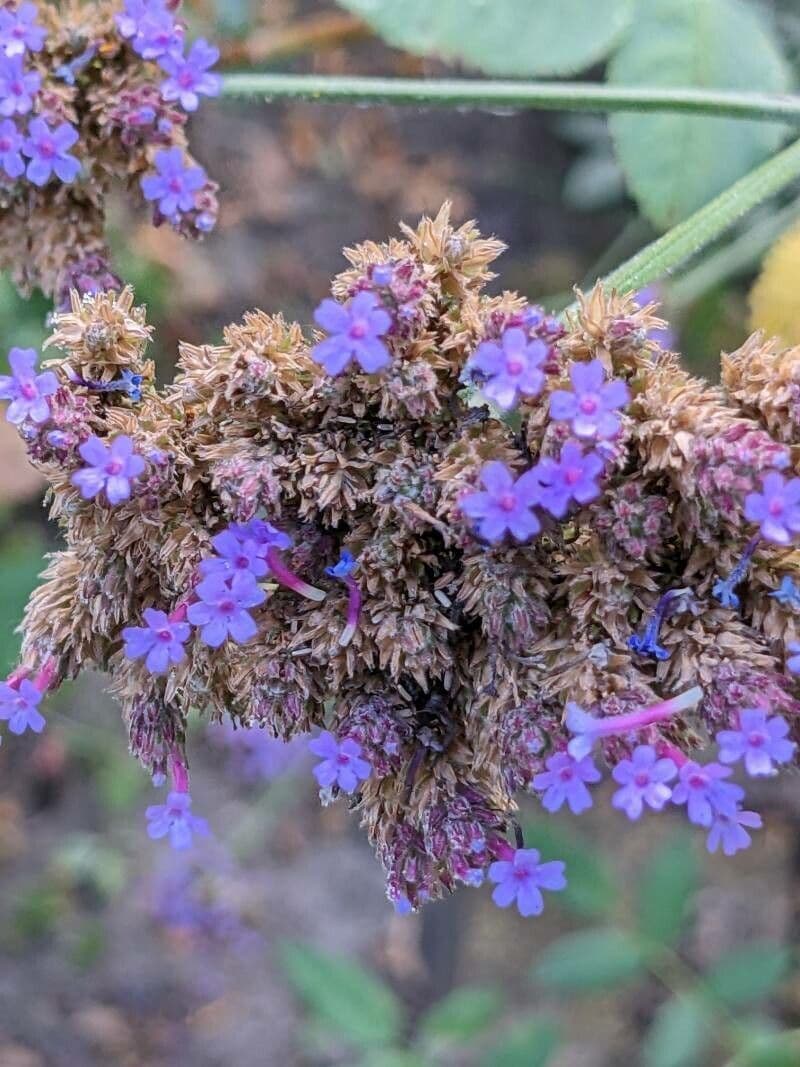 Argentine vervain 3
