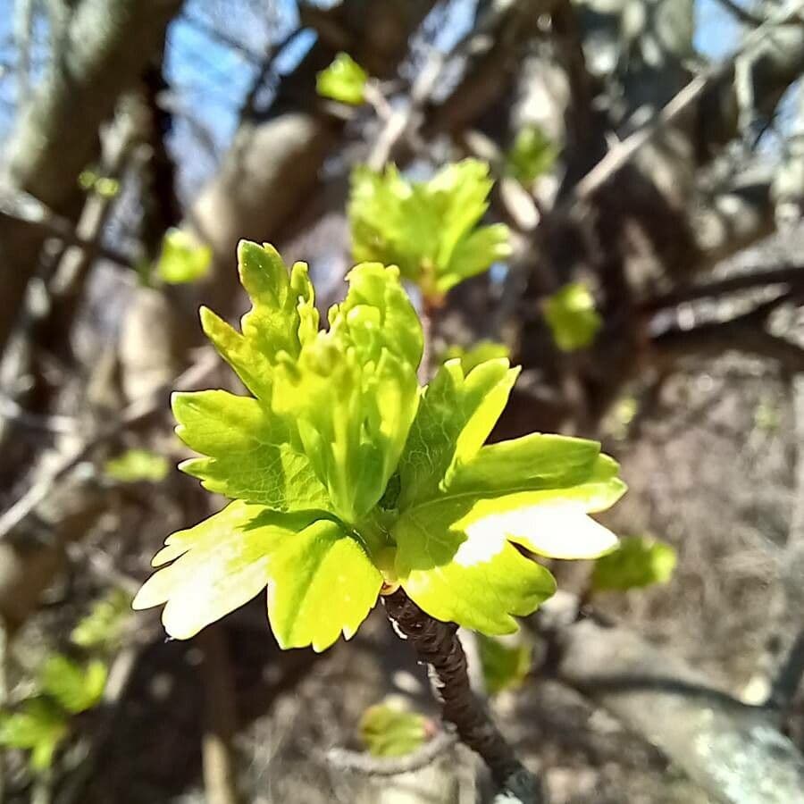 Alpine currant 7