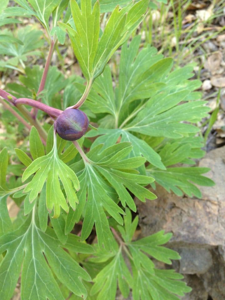 California peony 17