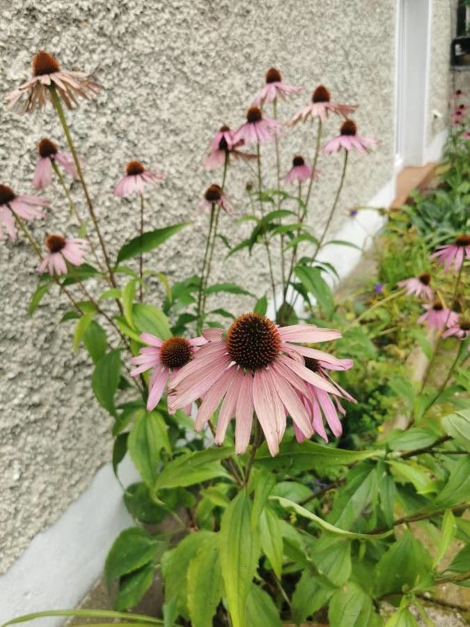 Eastern purple-coneflower 30