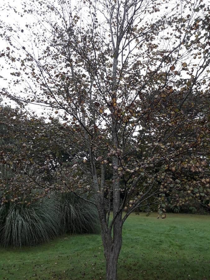 Katsura tree 26