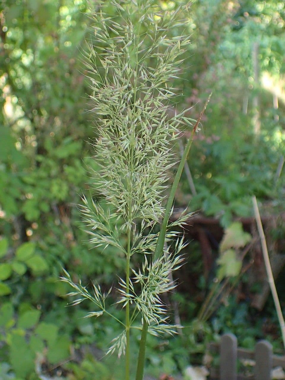 Needle grass 3