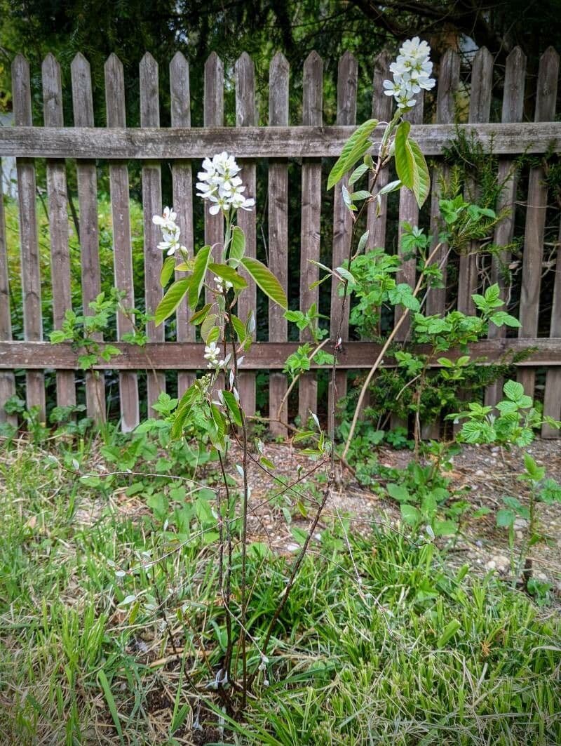 Pacific serviceberry 13
