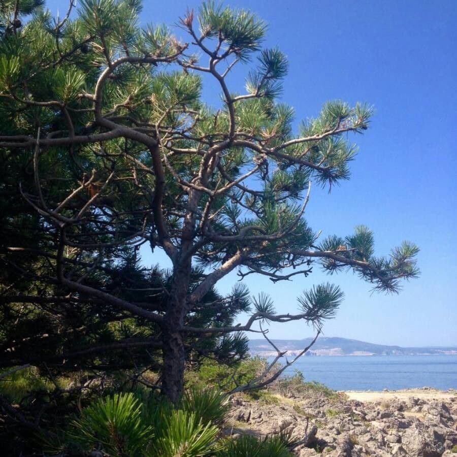 Northern pitch pine 15