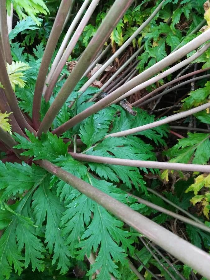 Giant herb-robert 18