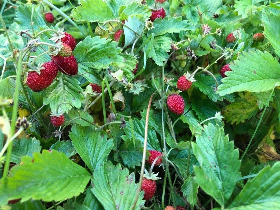 Alpine strawberry 16