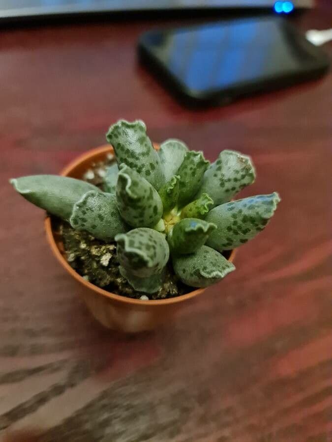Adromischus 11