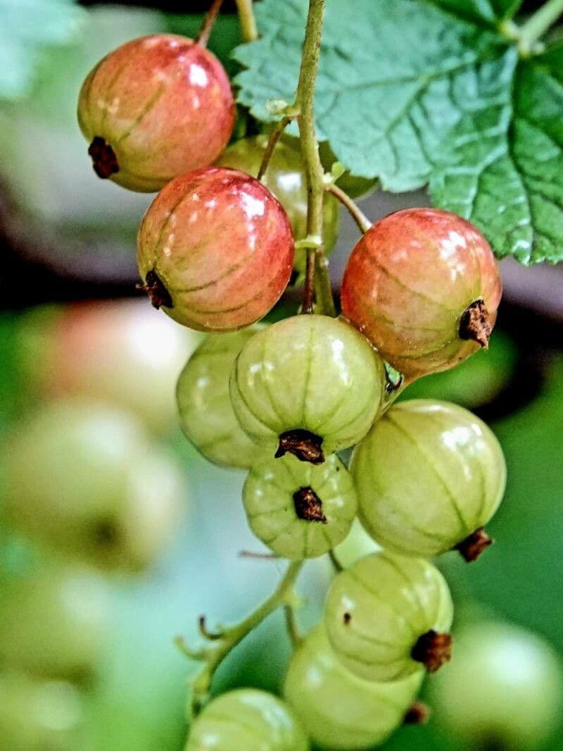Garden currant 13