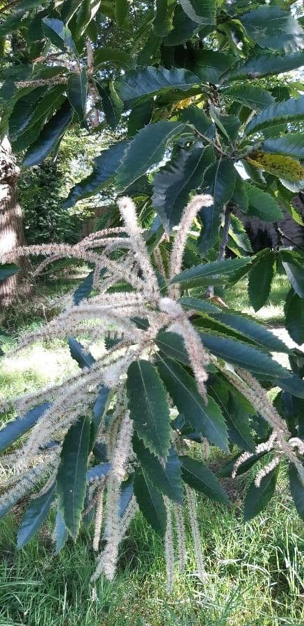 European chestnut 26