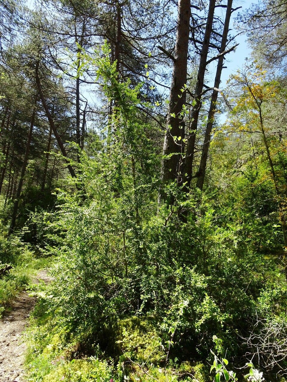 Caucasian boxwood 14