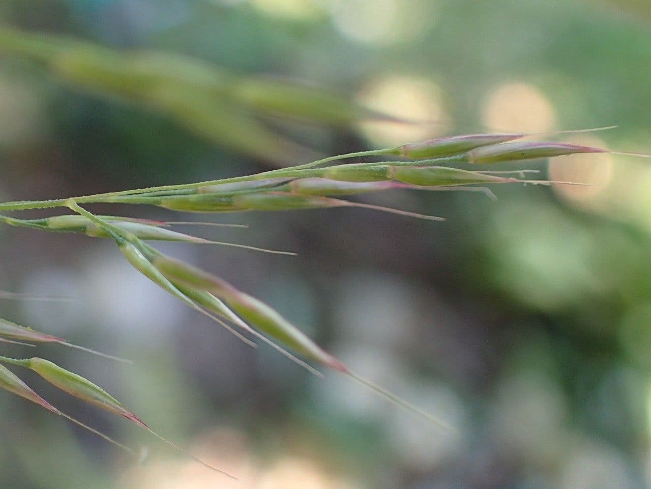 Needle grass 5