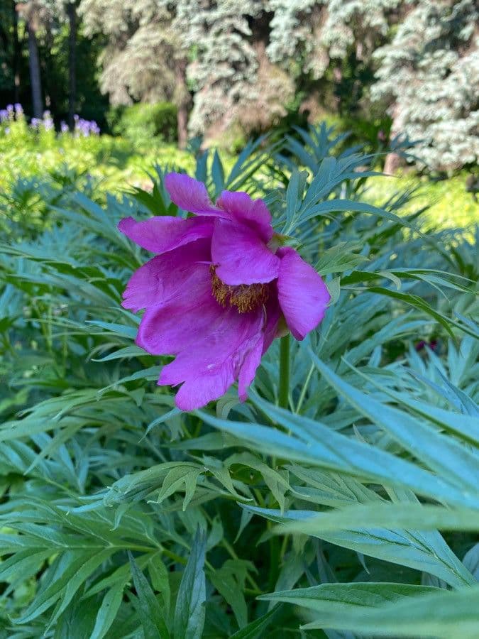 Anomalous peony 2