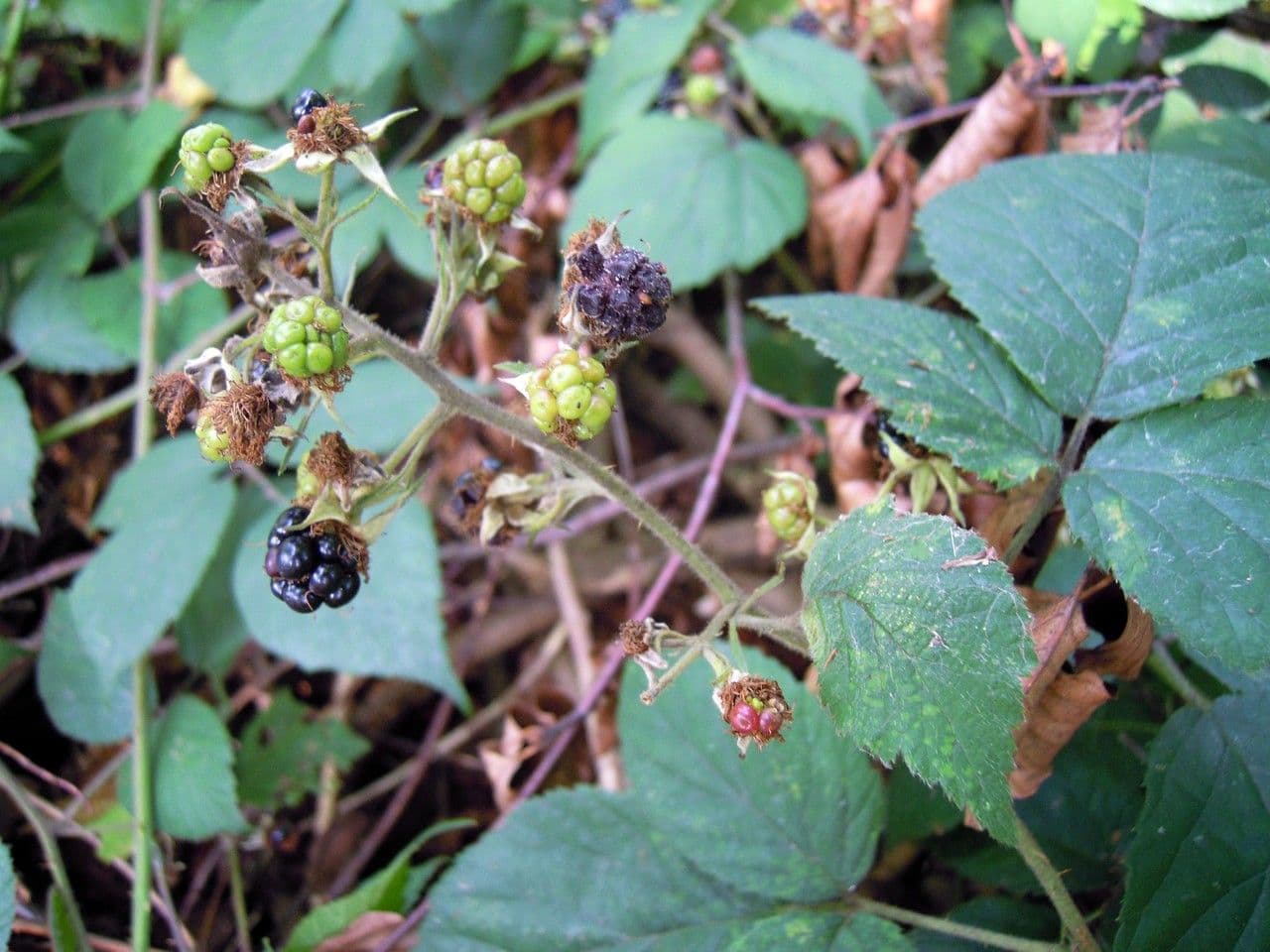 Rubus