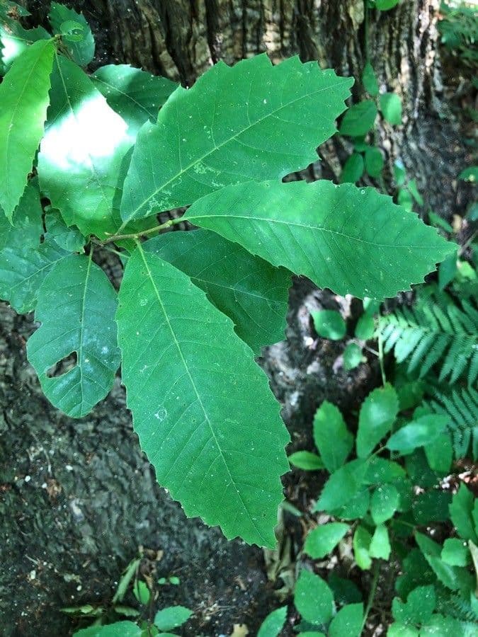 American chestnut
