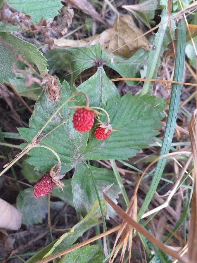 Alpine strawberry 3