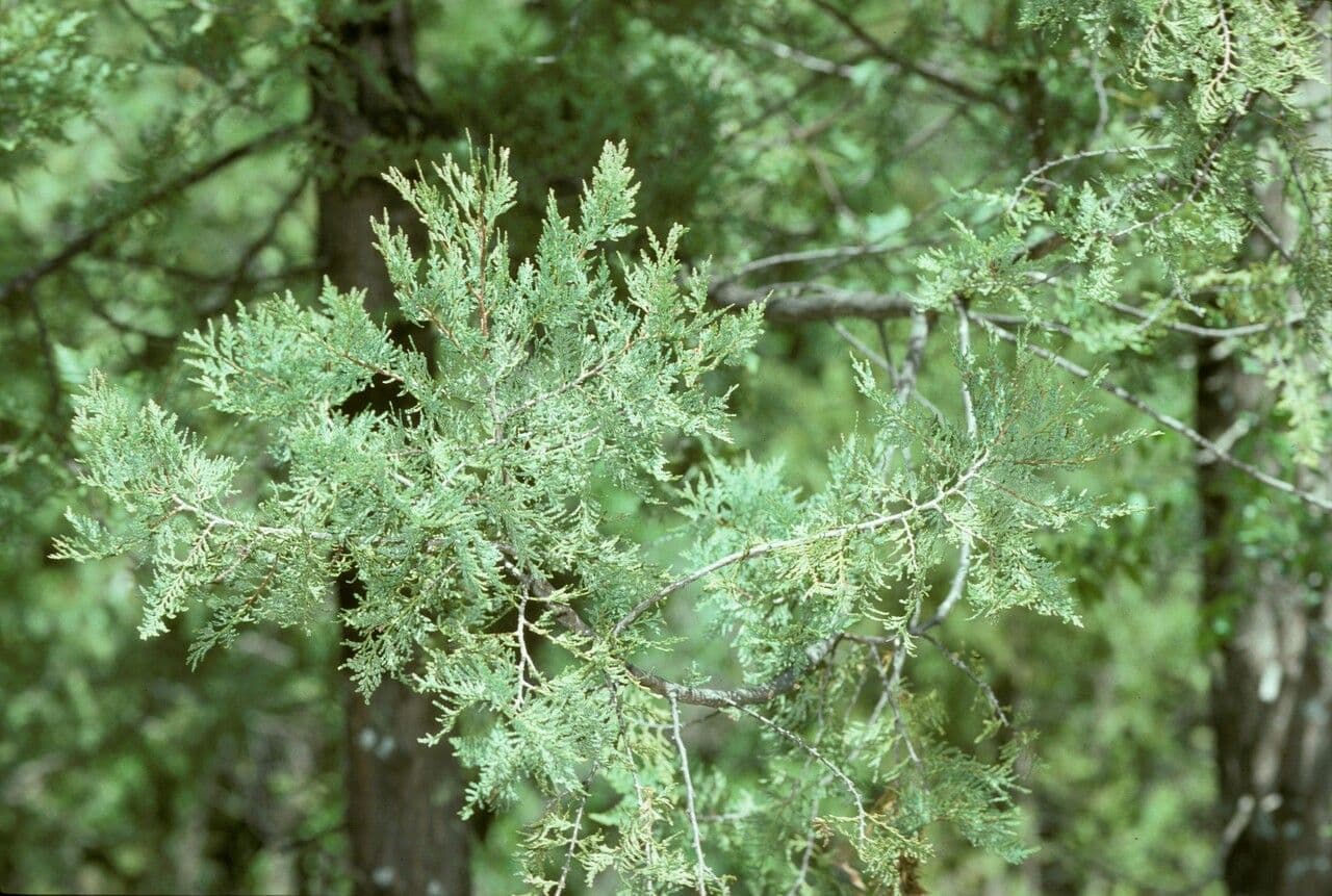 Chilean cedar 19