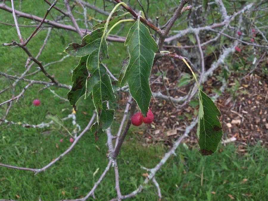 Cut-leaf crab apple 2