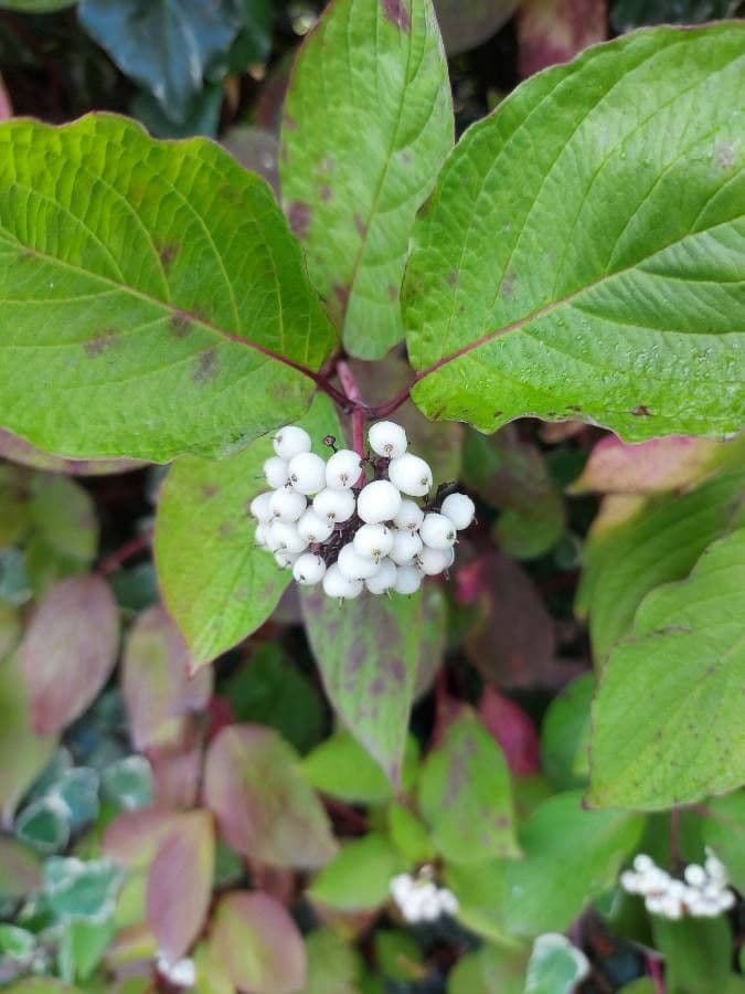 Red-osier dogwood 17