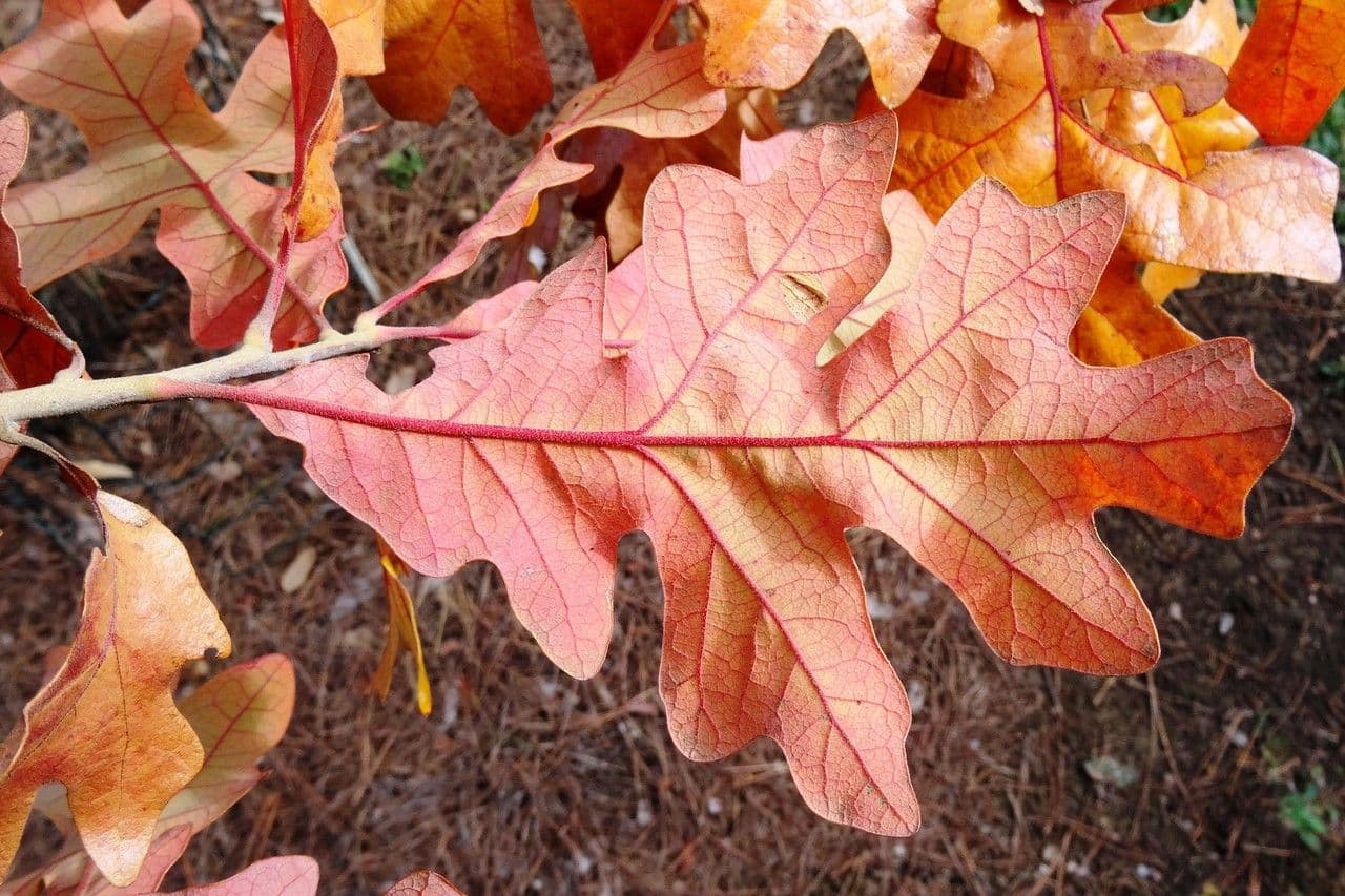 Post oak 9