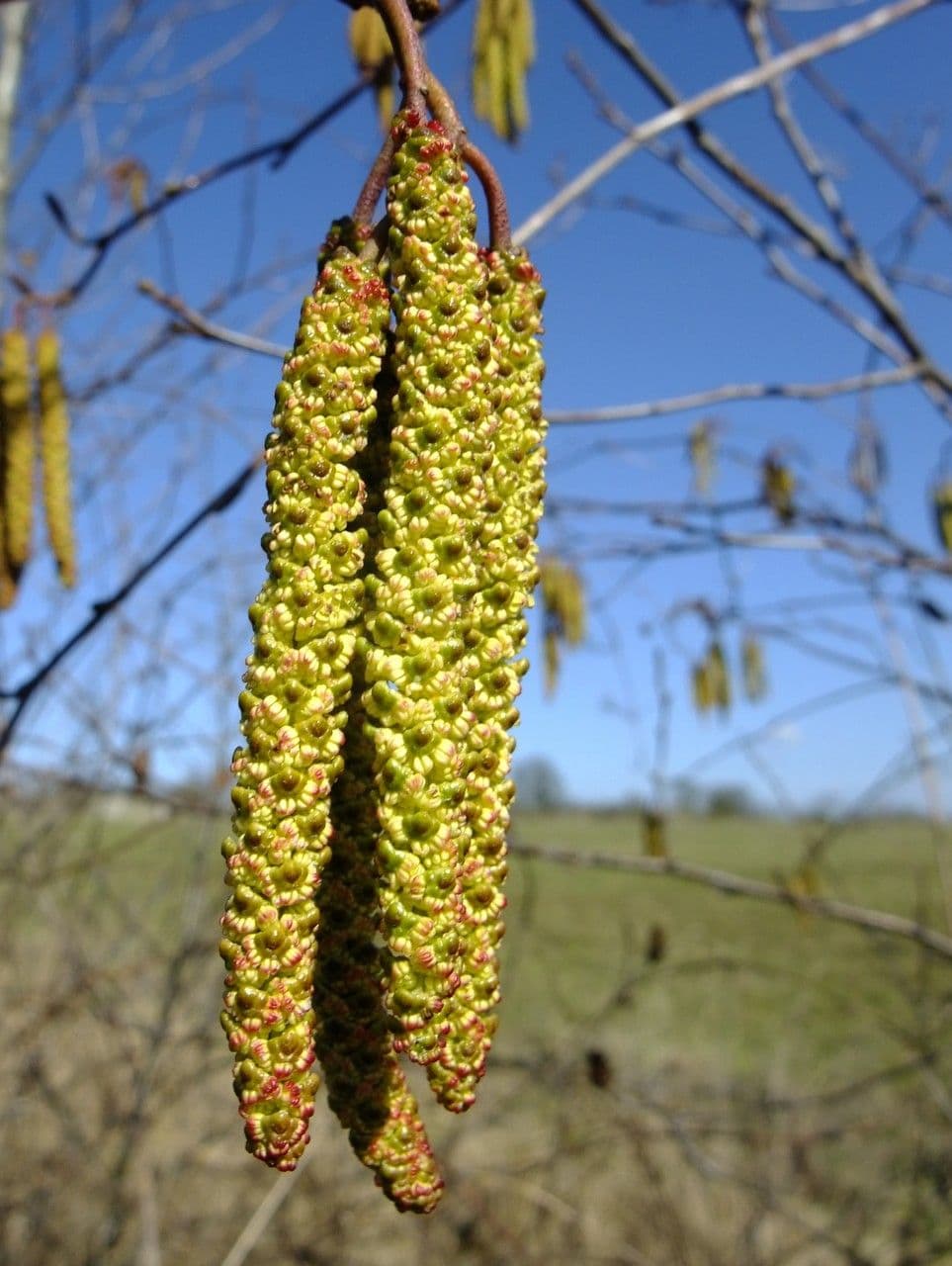 Italian alder 7