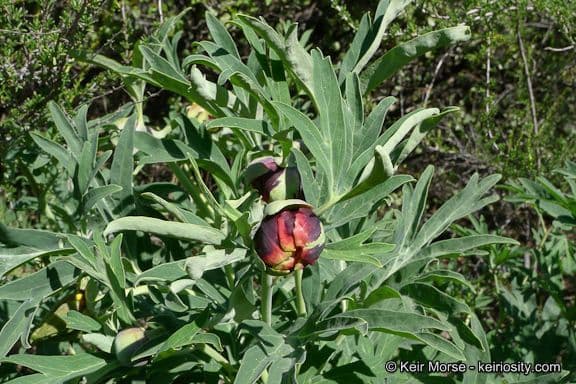 California peony 12