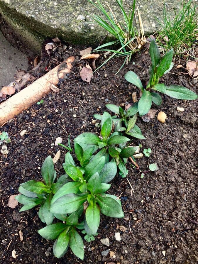 Garden phlox 27