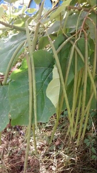 Indian-bean 2