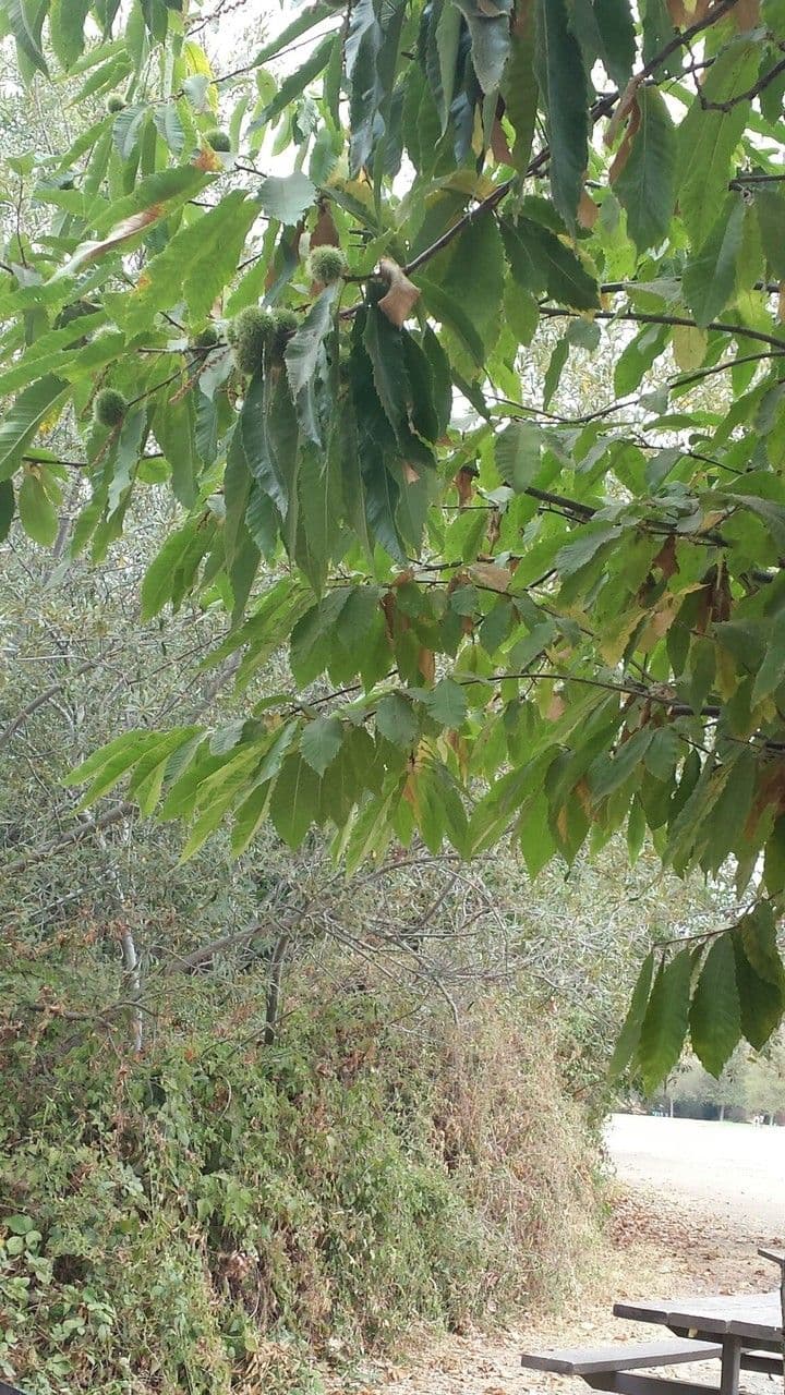 American chestnut 11