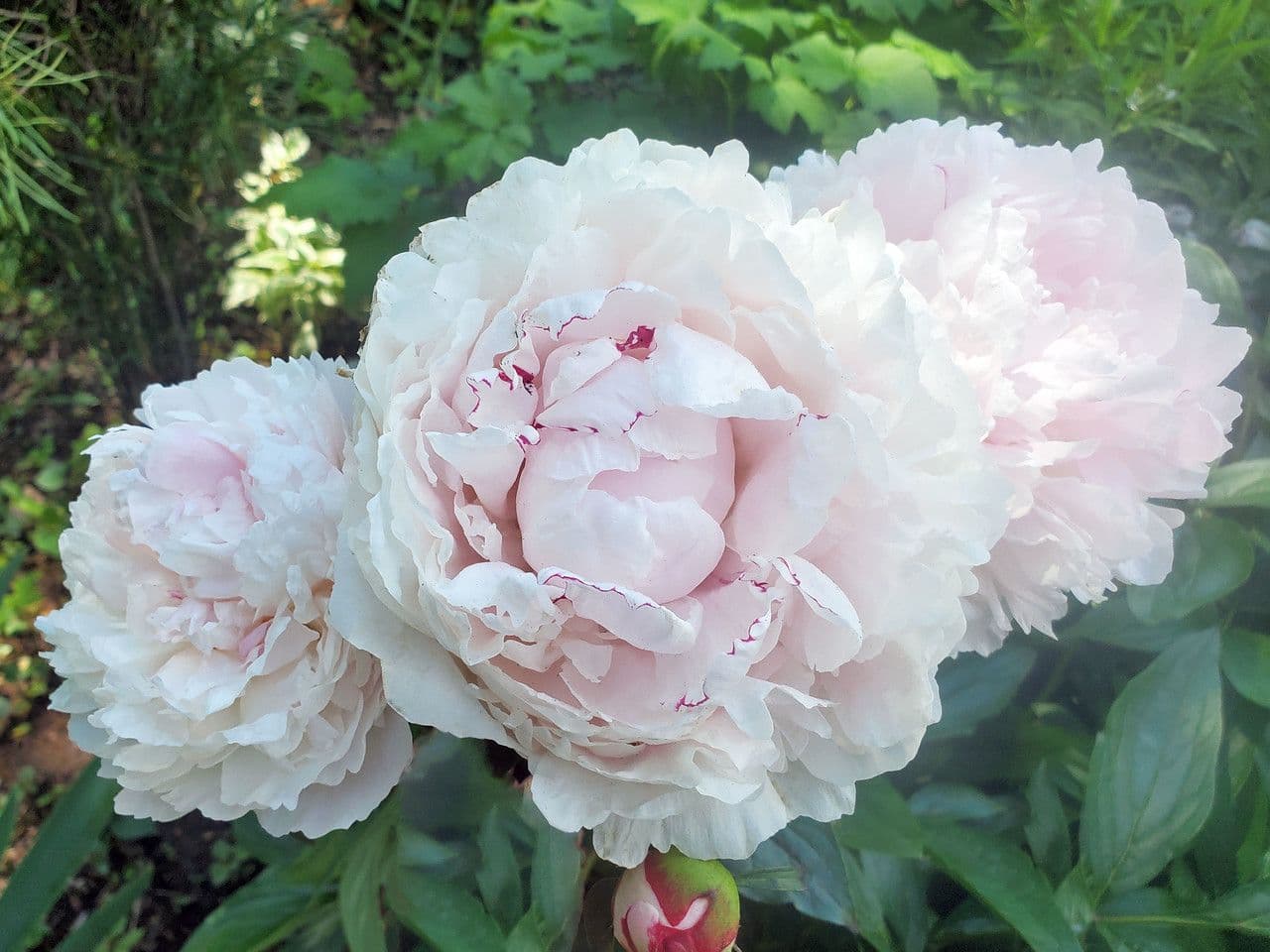 Common garden peony 9