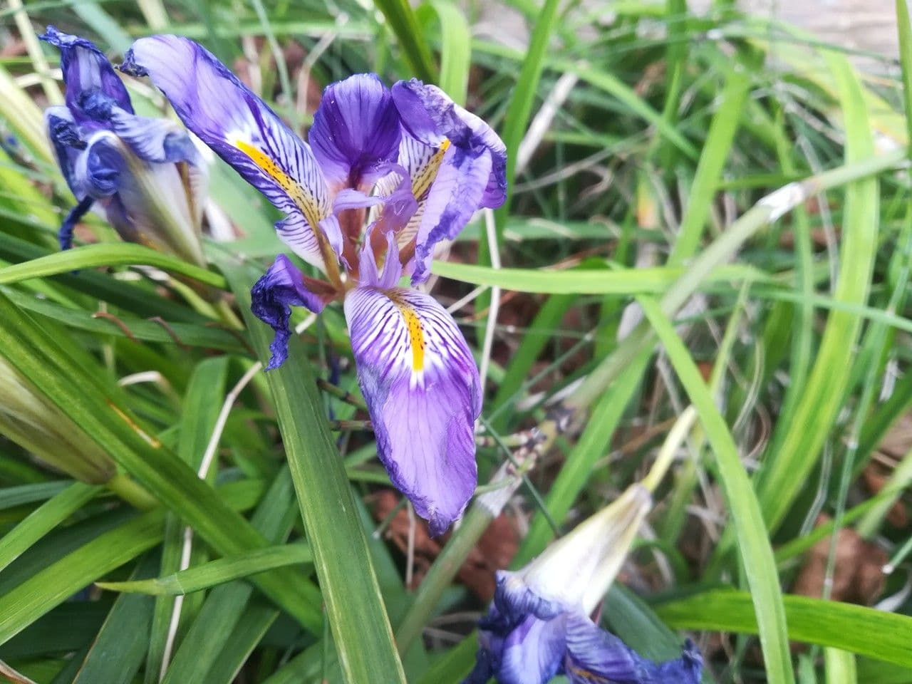 Algerian iris 4