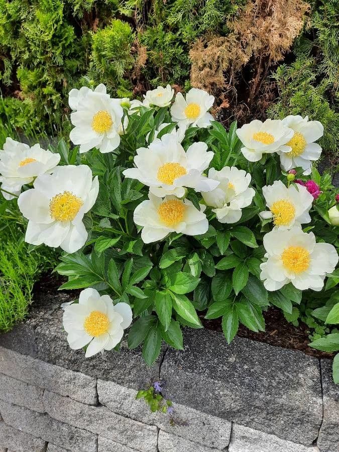 Common garden peony 12